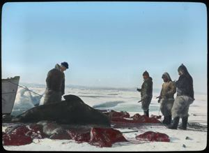 Image: Walrus, MacMillan, Eskimos [Inuit], Meat